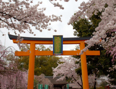 【京都】桜の平野神社　レポート