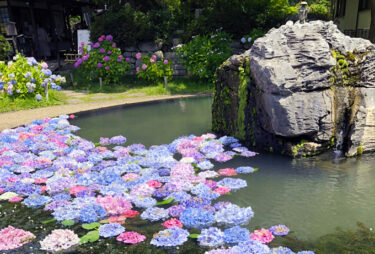 【大阪】紫陽花が浮かぶ “久安寺”　レポート