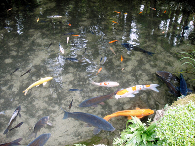 池泉鑑賞式庭園の鯉