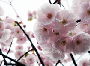 新薬師寺　本堂前の桜